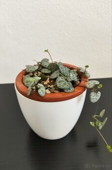 Ceropegia woodii – srdcovka