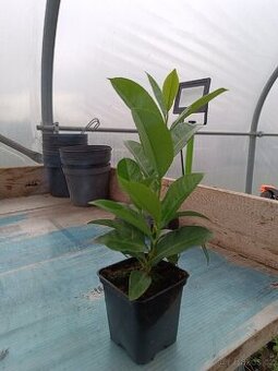 Prunus NOVITA VAVRIN 20 CM