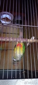Pyrura zelenolícá