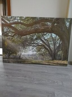 Obraz příroda 115 X 80 cm