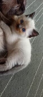Ragdoll koťata