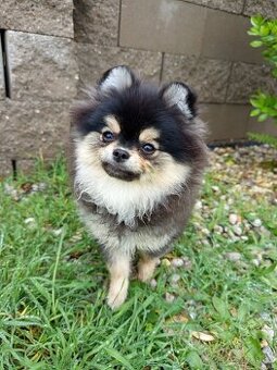 Štěně pomeranian s PP - Poslední holčička