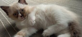 Kocourek Ragdoll