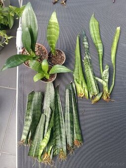 Sansevieria - tchynin jazyk Zeylanica