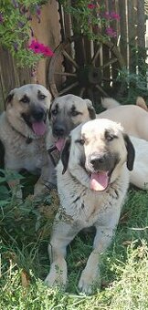 Kangalský pastevecký pes- štěňátka s pp - 1