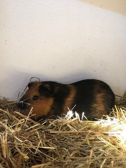 Morče, morčata - rozeta, hladkosrsté