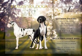 Německá doga s pp - 1