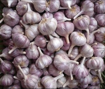 DOMÁCÍ NESTŘÍKANÝ ČESNEK-VÝBORNÝ, PÁLIVÝ