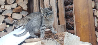 Přítulné koťátko, zvyklé na děti