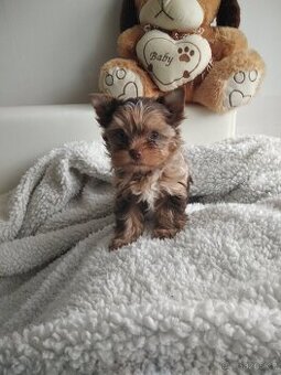 Jorkšírský teriér