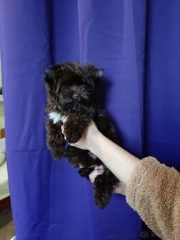 Jorkšírský teriér štěňátka s PP ,Yorkshire terrier