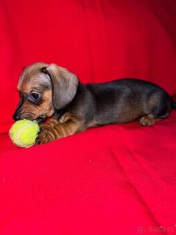 Jezevčík trpasličí