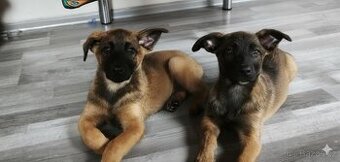 Belgický ovčák malinois