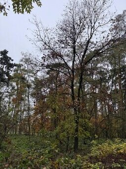 Prodej lesního pozemku v k.ú. Nížebohy (1)