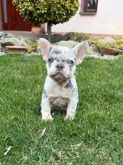 Francouzsky buldoček lilac tan merle