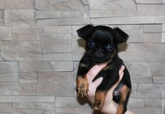 Štěňata Brabantík a Griffonek s PP