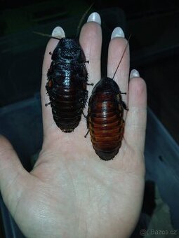 Šváb madagaskarský - syčící