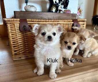 Čivava bez pp Dlouhosrstá