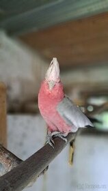Kakadu růžový samec