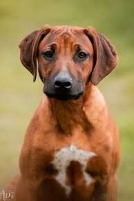 Rhodesian Ridgeback