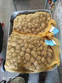 Sadba brambory