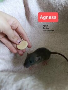 Vymazlená mláďátka potkanů