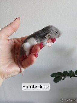 Potkan dumbo a klasik