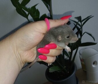 Potkan dumbo