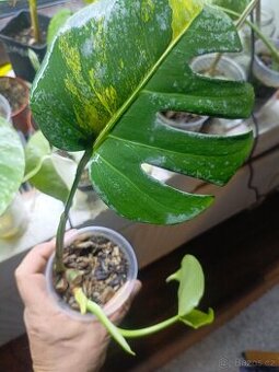 Monstera aurea