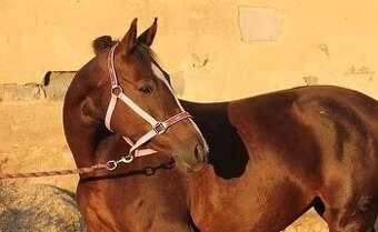 18letá klisna s top původem (drezury/luxusní rekreační kůň)