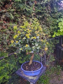 Bonsai,bonsaj Dub