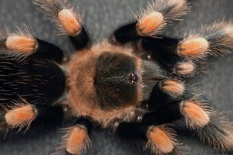 Brachypelma hamorii ex.smithi