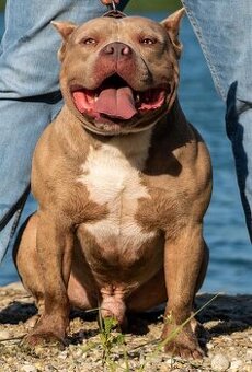 American bully