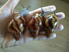 Africký šnek Archachatina Marginata Suturalis Dark body