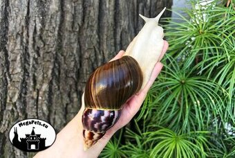 Africký šnek Lissachatina fulica albino body Snails