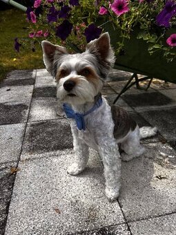 Yorkshire Terrier Biewer - krytí