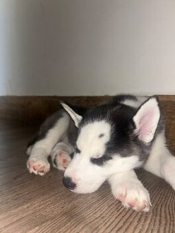 🐾 ŠTĚŇÁTKA HUSKY NA PRODEJ – HLEDÁME MILUJÍCÍ DOMOVY ❤️