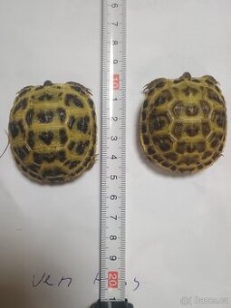 Želva čtyřprstá / stepní