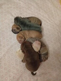 Shar-pei, Šarpej -  štěňátka s PP