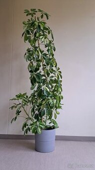 Pokojová rostlina šeflera