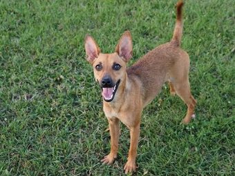 Mexický naháč mini s PP