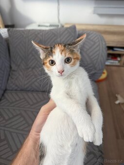 Daruji kočičku 3 měsíční