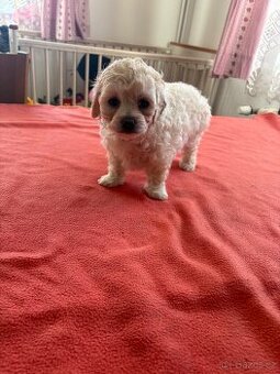 Boloňský psík bez PP