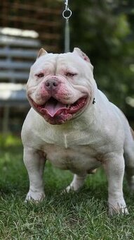 American bully