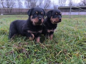 Rotvajler Rotweiler štěně