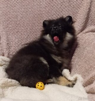 Pomeranian/ malý německý špic, štěně fenka