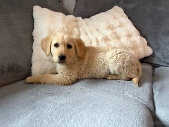 Labrador fenka čistokrevná bez PP