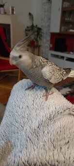 Korela chocholatá ochočená