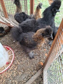 Zdrobnele hedvabničky páreček