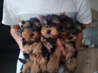 Jorkširsky teriér jorkšir